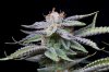 cannabis-plushberry3-d63-2391.jpg