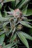 cannabis-plushberry3-d63-2393.jpg