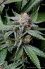 cannabis-plushberry3-d63-2393.jpg