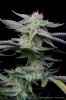 cannabis-plushberry3-d63-2395.jpg