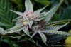 cannabis-plushberry3-d63-2398.jpg