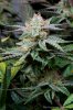 cannabis-plushberry3-d63-2399.jpg