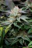 cannabis-plushberry3-d63-2399.jpg cannabis-plushberry3-d63-2399.jpg