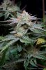 cannabis-plushberry3-d63-2400.jpg