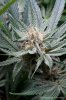 cannabis-plushberry5-d36-0376.jpg