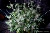 cannabis-plushberry5-d49-2132.jpg