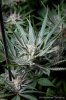 cannabis-plushberry5-d49-2142.jpg