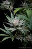 cannabis-plushberry5-d49-2143.jpg