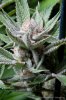 cannabis-plushberry5-d56-2237.jpg