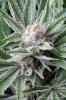 cannabis-plushberry5-d56-2239.jpg