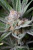 cannabis-plushberry5-d56-2240.jpg