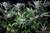cannabis-plushberry5-d56-2241.jpg
