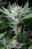 cannabis-plushberry5-d56-2242.jpg