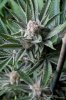 cannabis-plushberry5-d56-2243.jpg