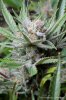 cannabis-plushberry5-d63-2403.jpg