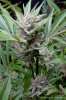 cannabis-plushberry5-d63-2405.jpg