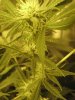 week 3 flower 033.jpg