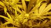 weed 001.jpg