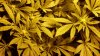 weed 002.jpg