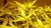 weed 003.jpg