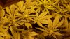 weed 004.jpg