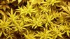 weed 005.jpg