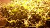 weed 006.jpg
