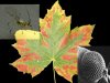 aphid-color-perception.jpg