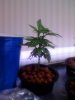 Plant 081708.jpg