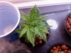 Plant 081708b.jpg