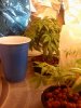 Plant 082708b.jpg