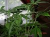 DSCN2158.jpg