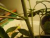 growing 013.jpg