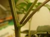 growing 014.jpg