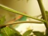 growing 015.jpg