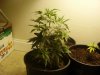 growing 003.jpg