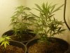 growing 004.jpg