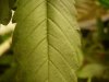 growing 011.jpg