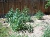 100_1648.jpg