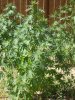 100_1649.jpg