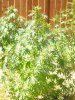 100_1650.jpg