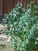 100_1651.jpg