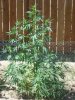 100_1652.jpg