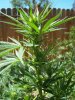 100_1656.jpg