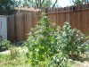 100_1660.jpg