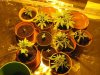 plant 020.jpg plant 020.jpg