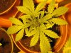 plant 015.jpg