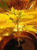 plant 024.jpg plant 024.jpg
