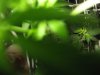 mkfirstflower 006.jpg