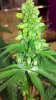 2012-06-02_17-54-30_778.jpg 2012-06-02_17-54-30_778.jpg